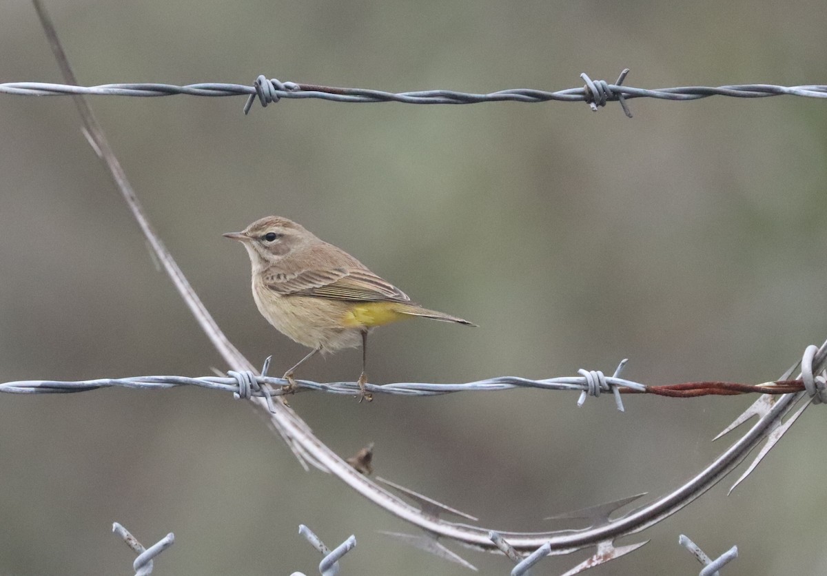 Palm Warbler - Matthew Sarver