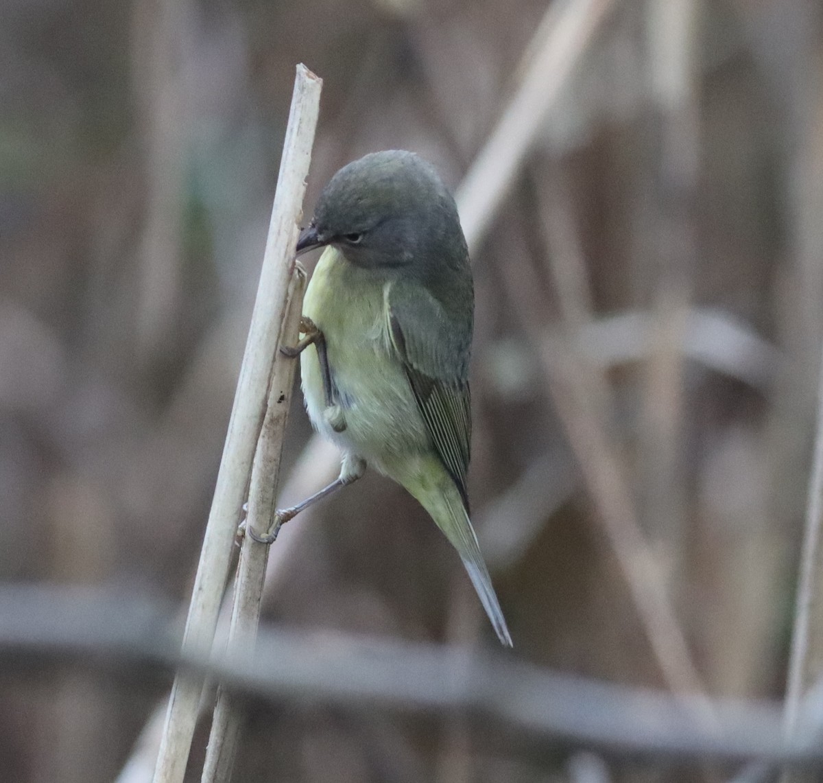 Orange-crowned Warbler - ML296095241