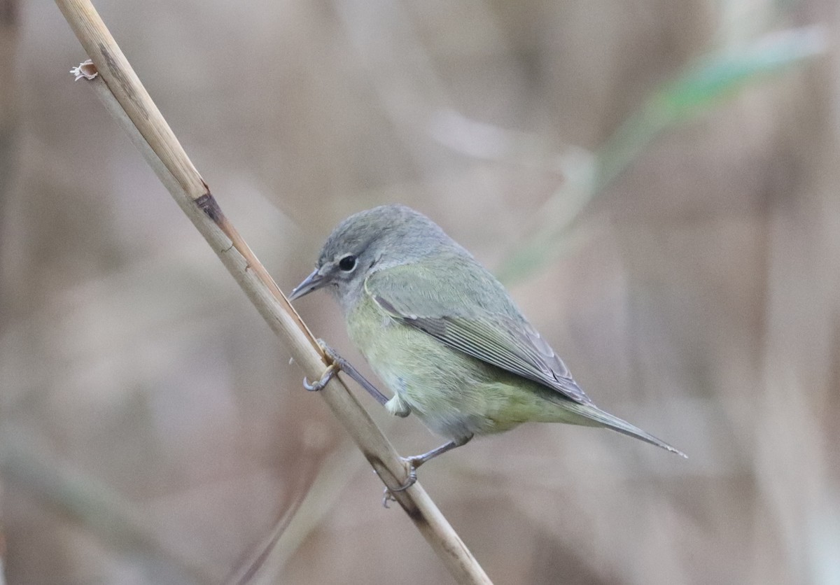 Orange-crowned Warbler - ML296095271