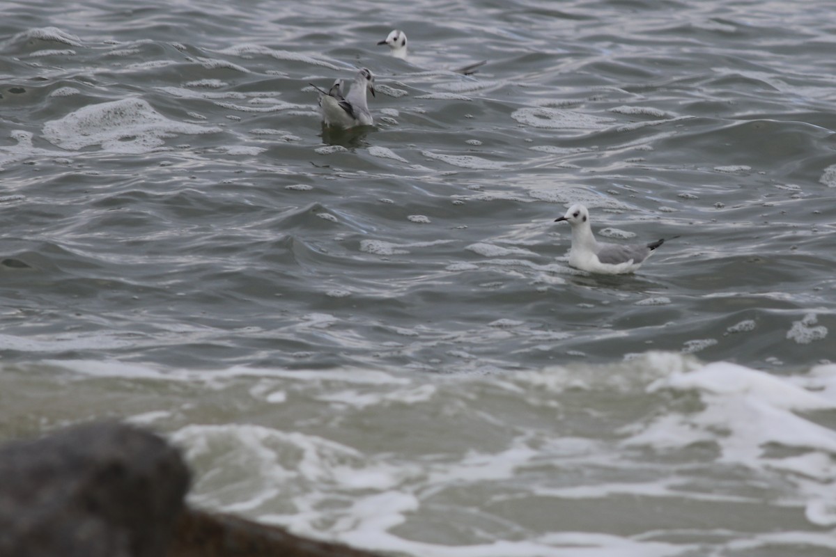 Bonaparte's Gull - ML296095451