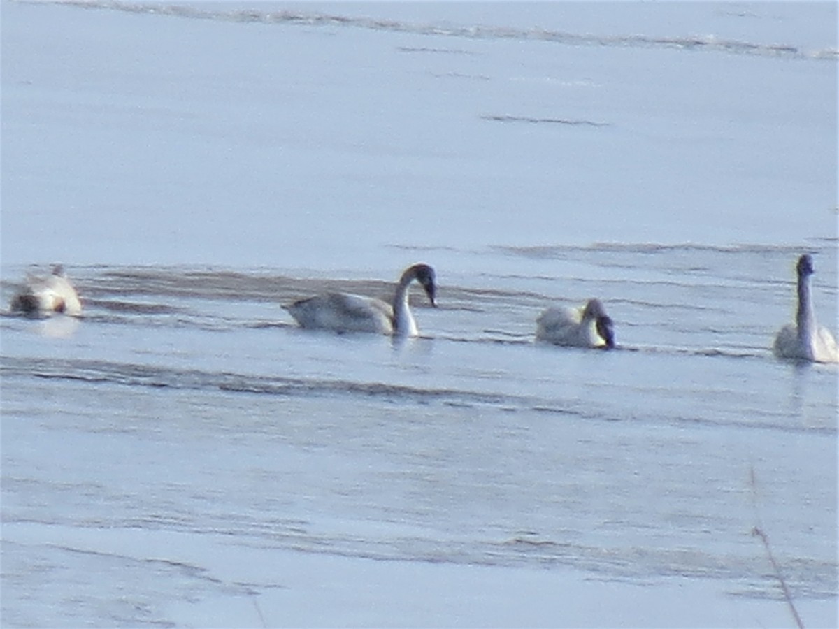 Tundra Swan - ML296095601