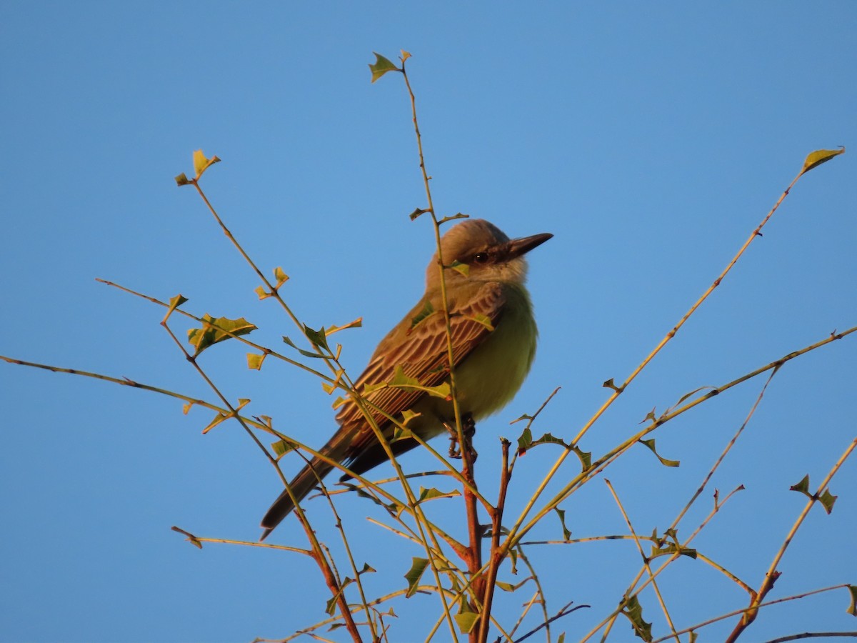 Tropical Kingbird - ML296095761