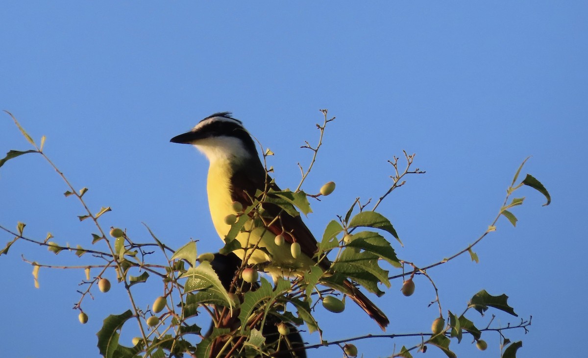 Great Kiskadee - Jeff Hambleton