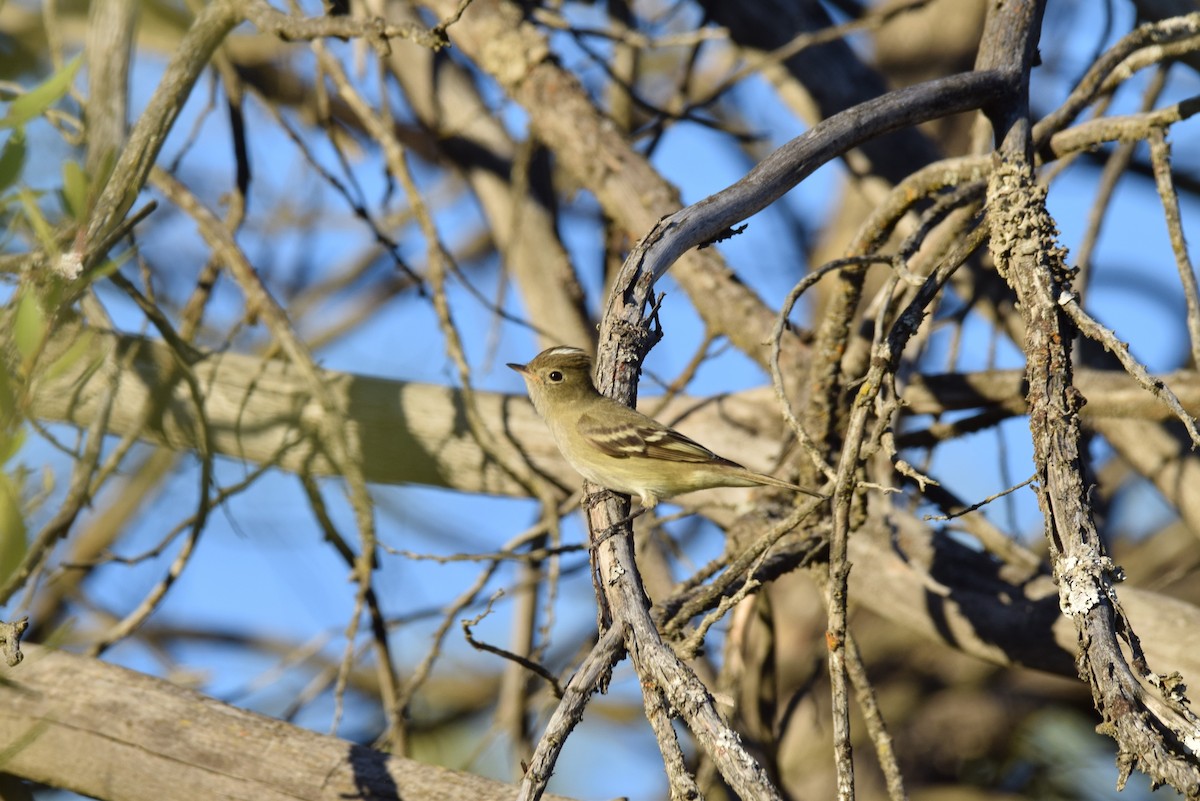 White-crested Elaenia - ML296097021