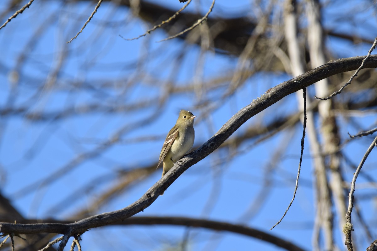 White-crested Elaenia - ML296097031