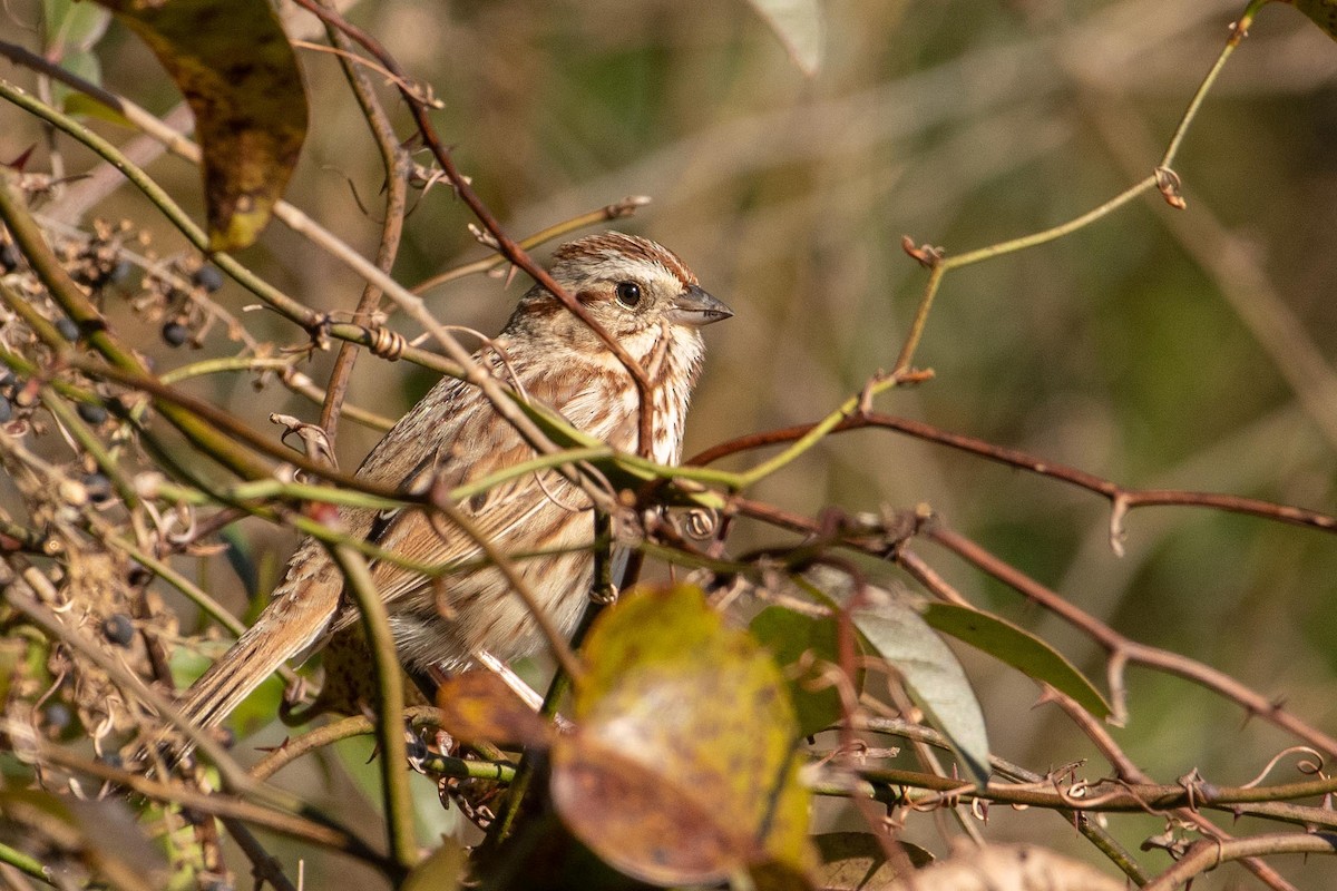 Song Sparrow - ML296097221