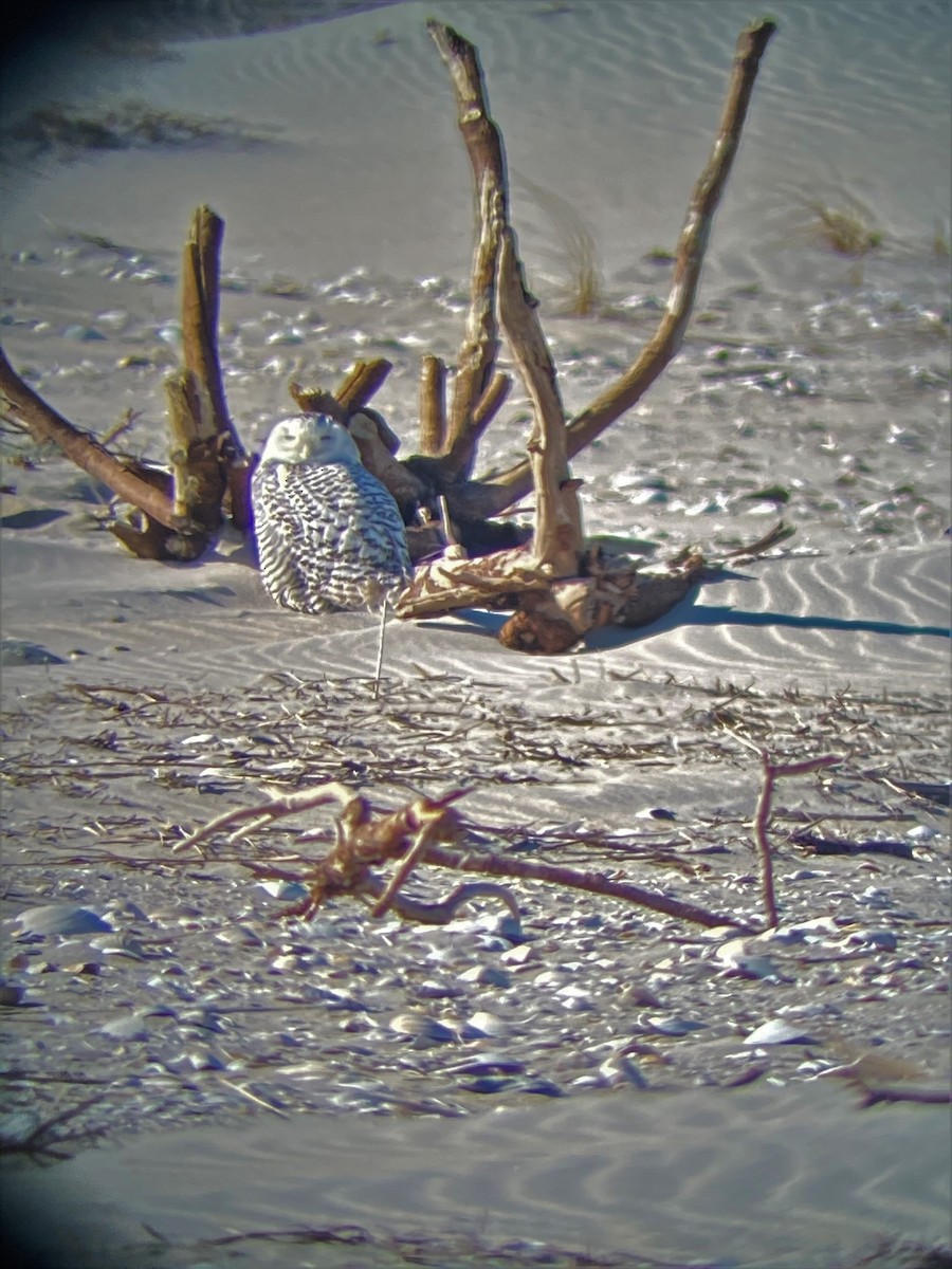 Snowy Owl - Eric Kubilus