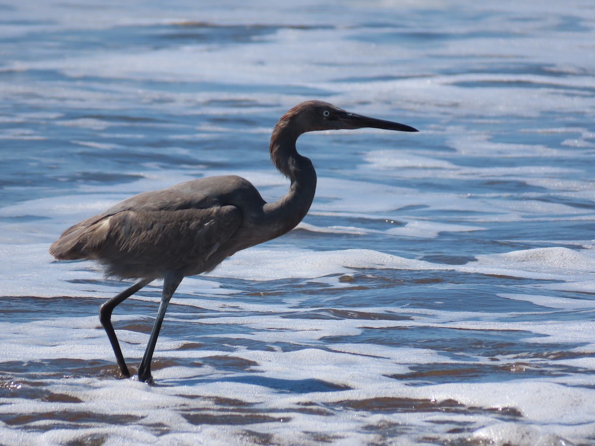 Reddish Egret - ML296098671