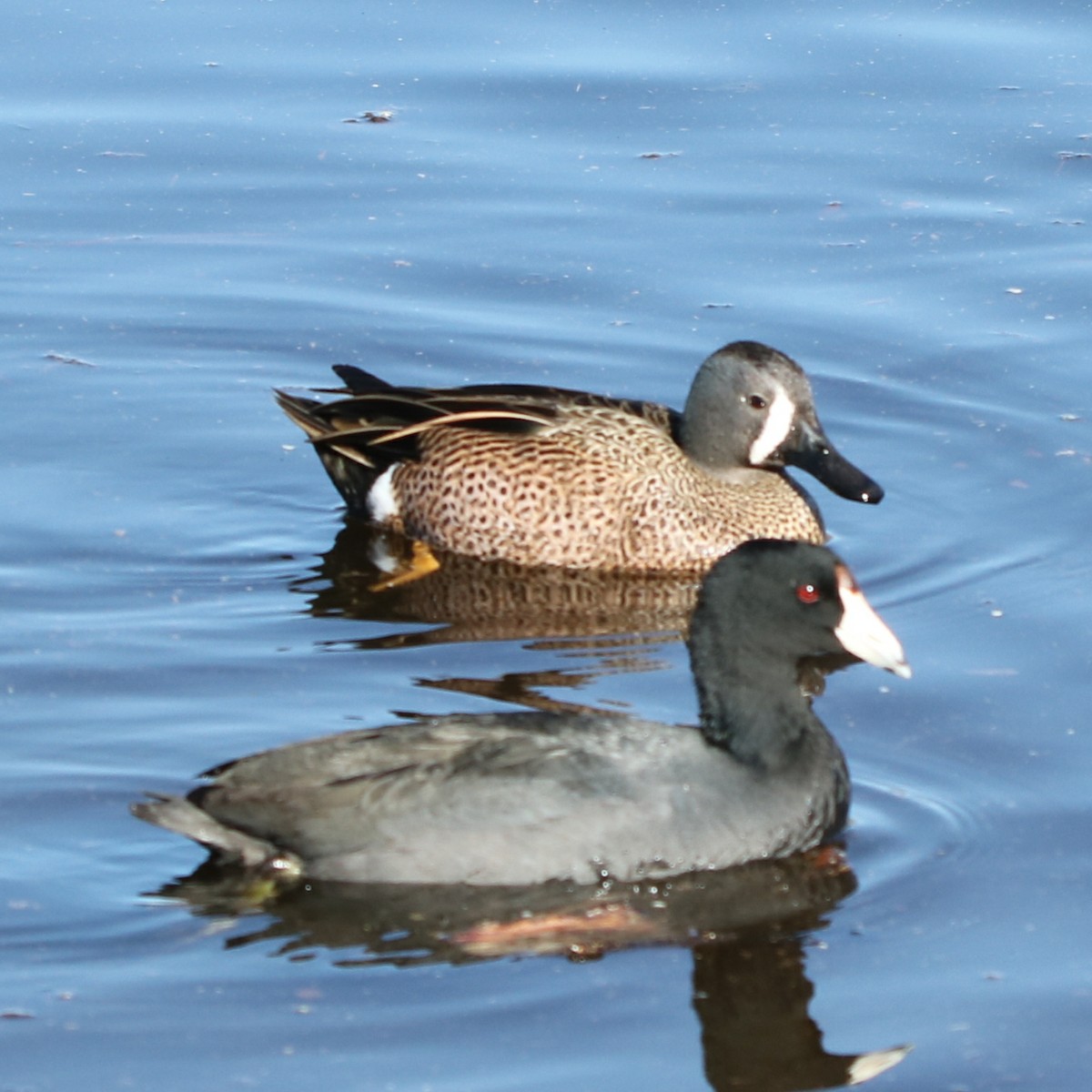 Blue-winged Teal - ML296098691