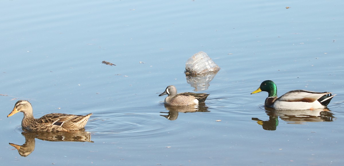Blue-winged Teal - ML296098831