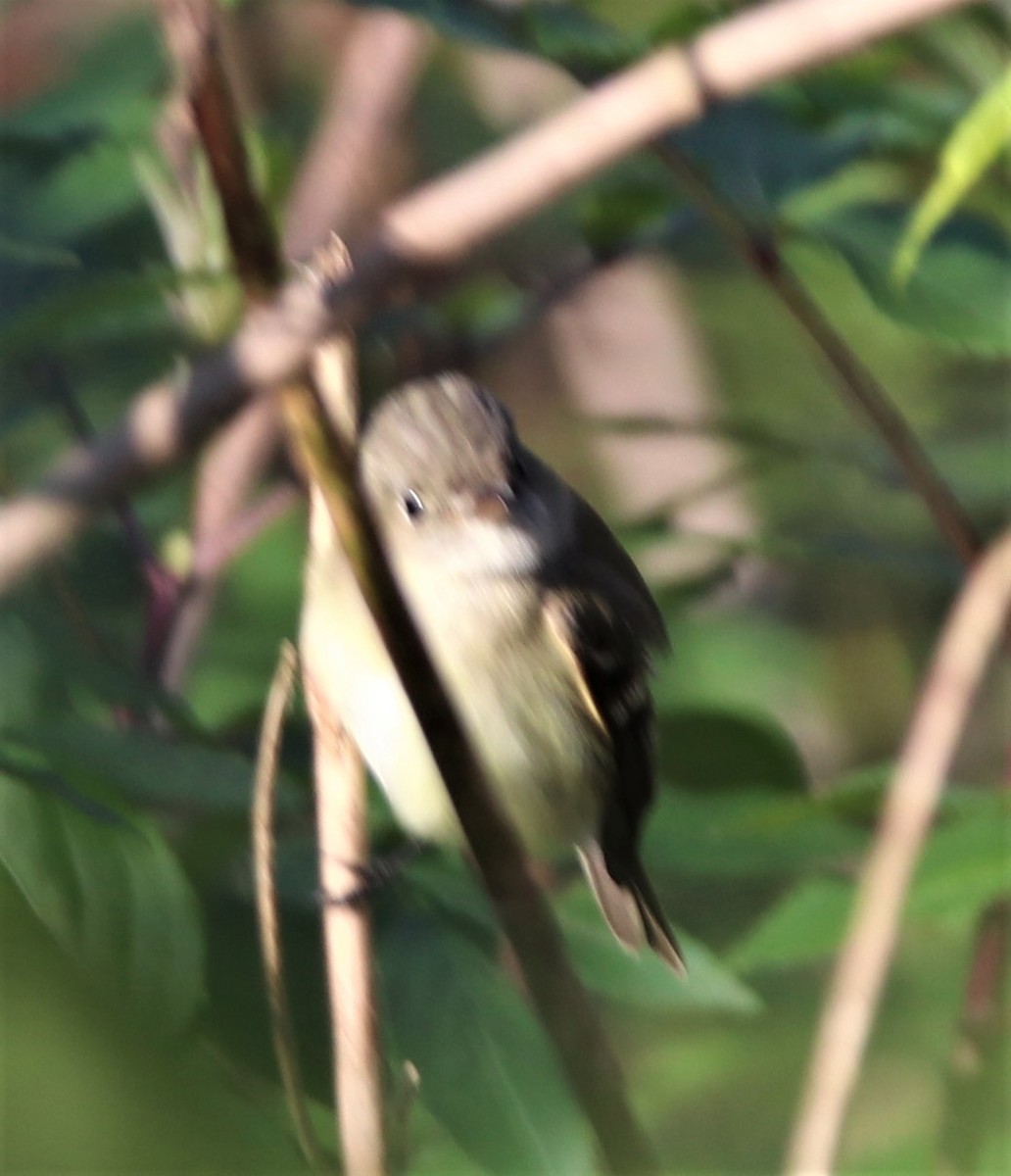 Least Flycatcher - ML296098921