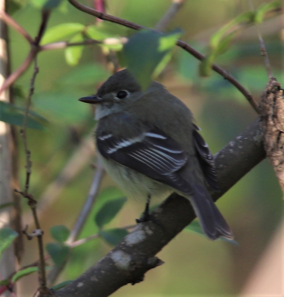 Least Flycatcher - ML296098931