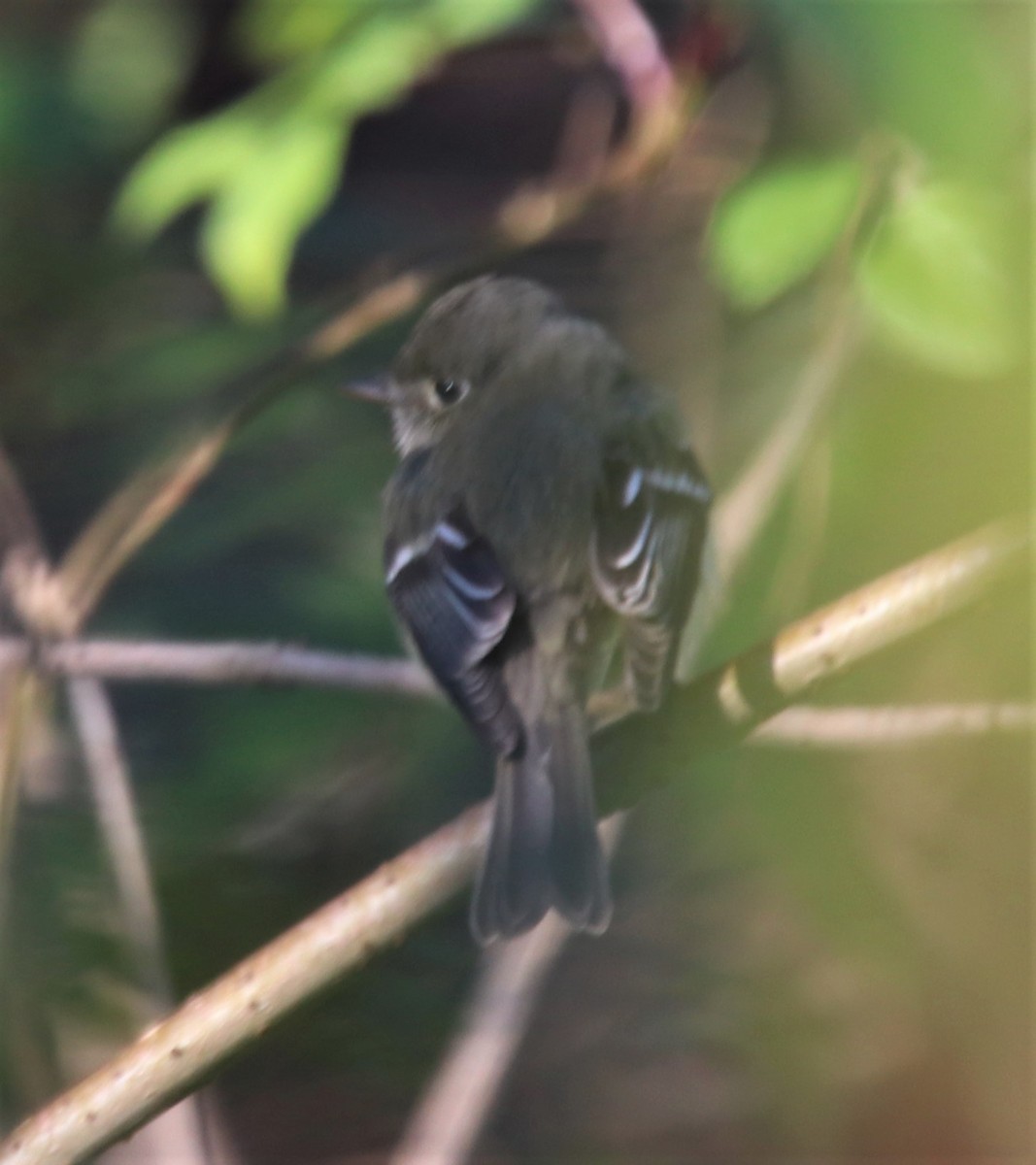 Least Flycatcher - ML296098971