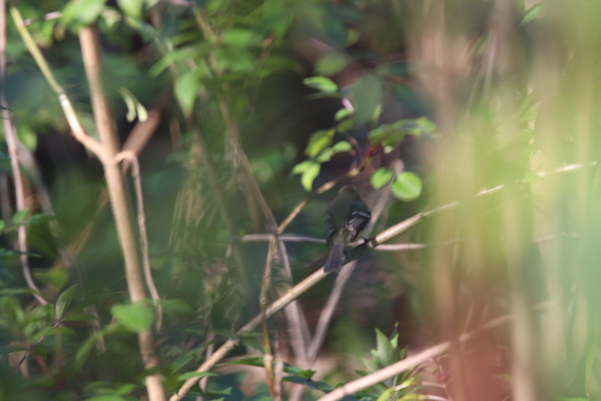 Least Flycatcher - ML296099061