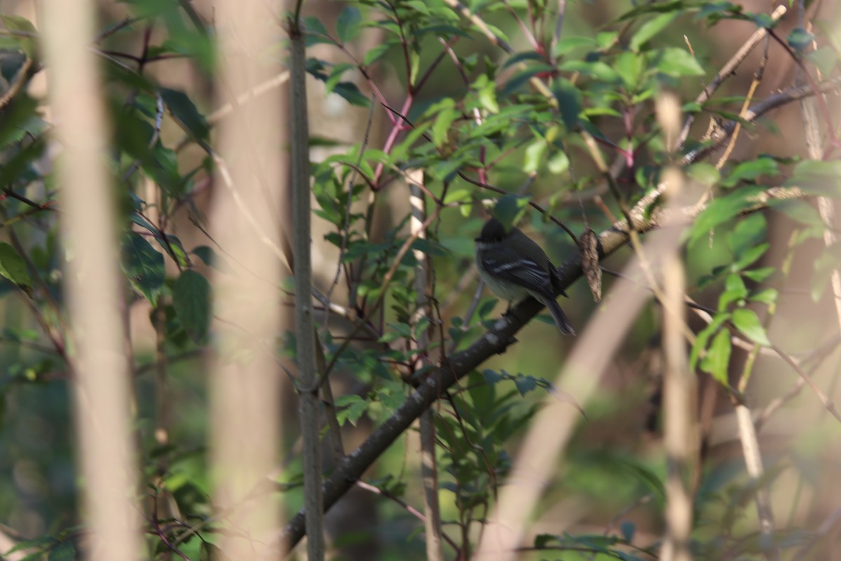 Least Flycatcher - ML296099071