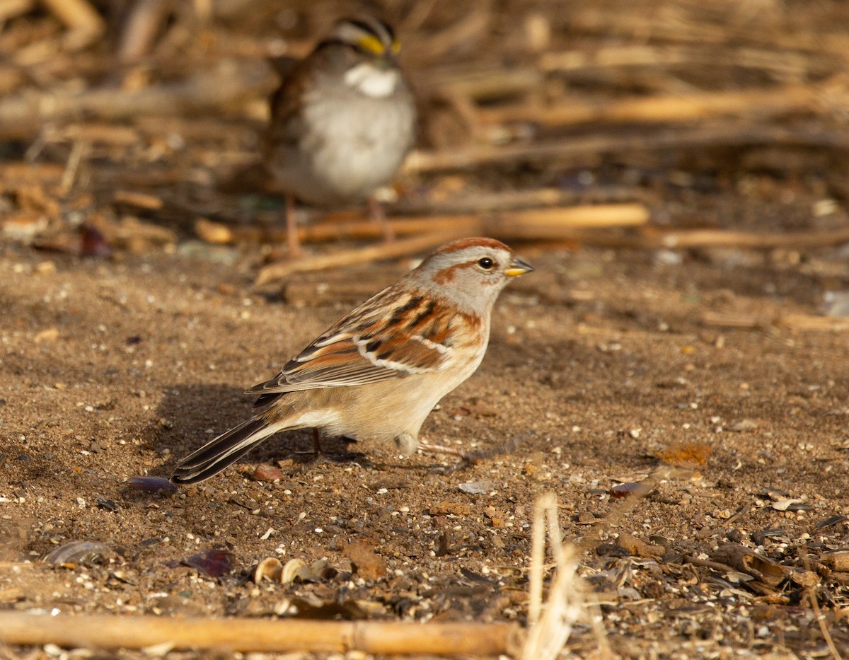 American Tree Sparrow - ML296099581