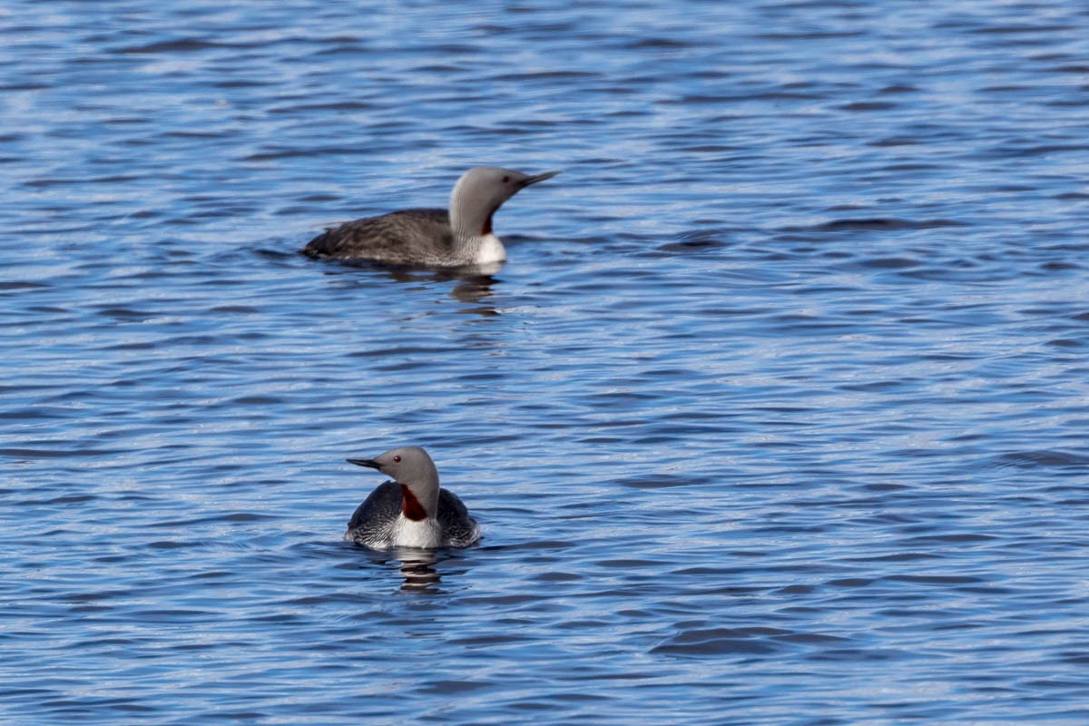 Red-throated Loon - ML296099981
