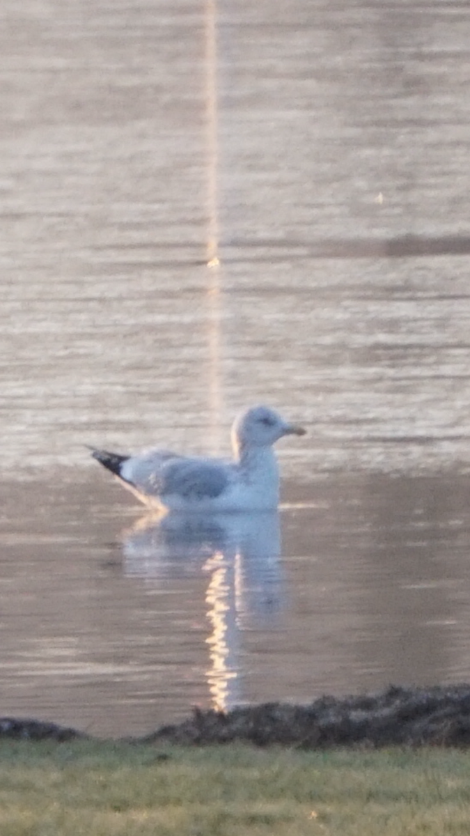 goéland ou mouette sp. - ML296100201