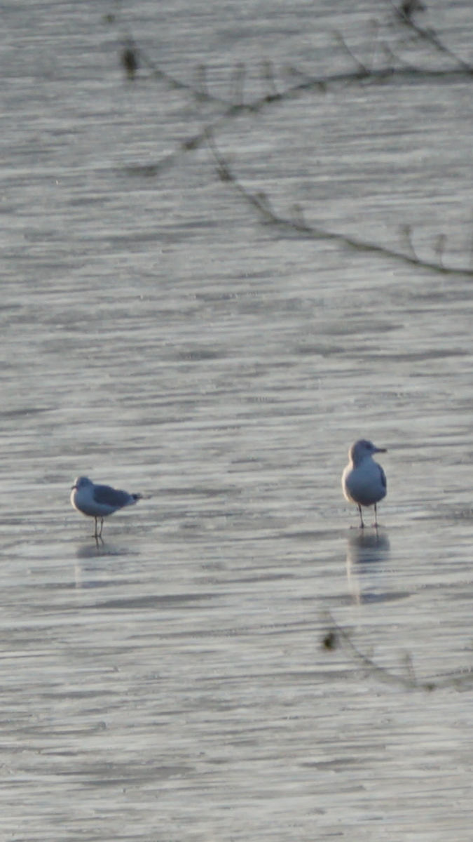 goéland ou mouette sp. - ML296100211