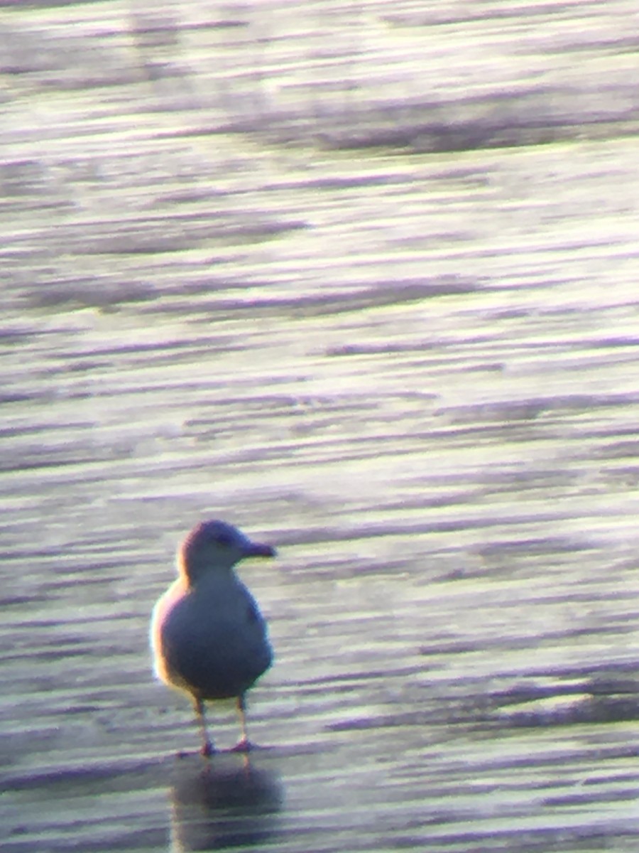 goéland ou mouette sp. - ML296100231