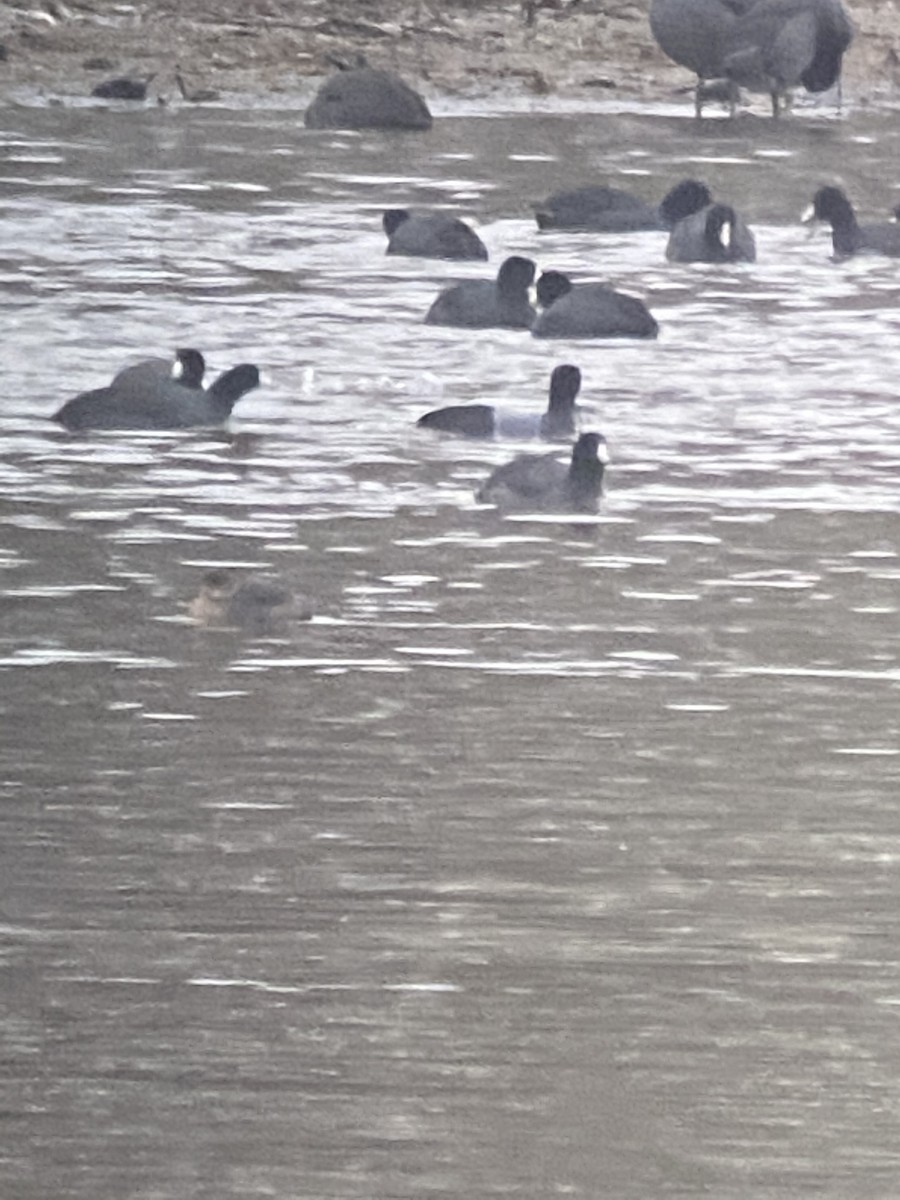 American Coot - ML296101281