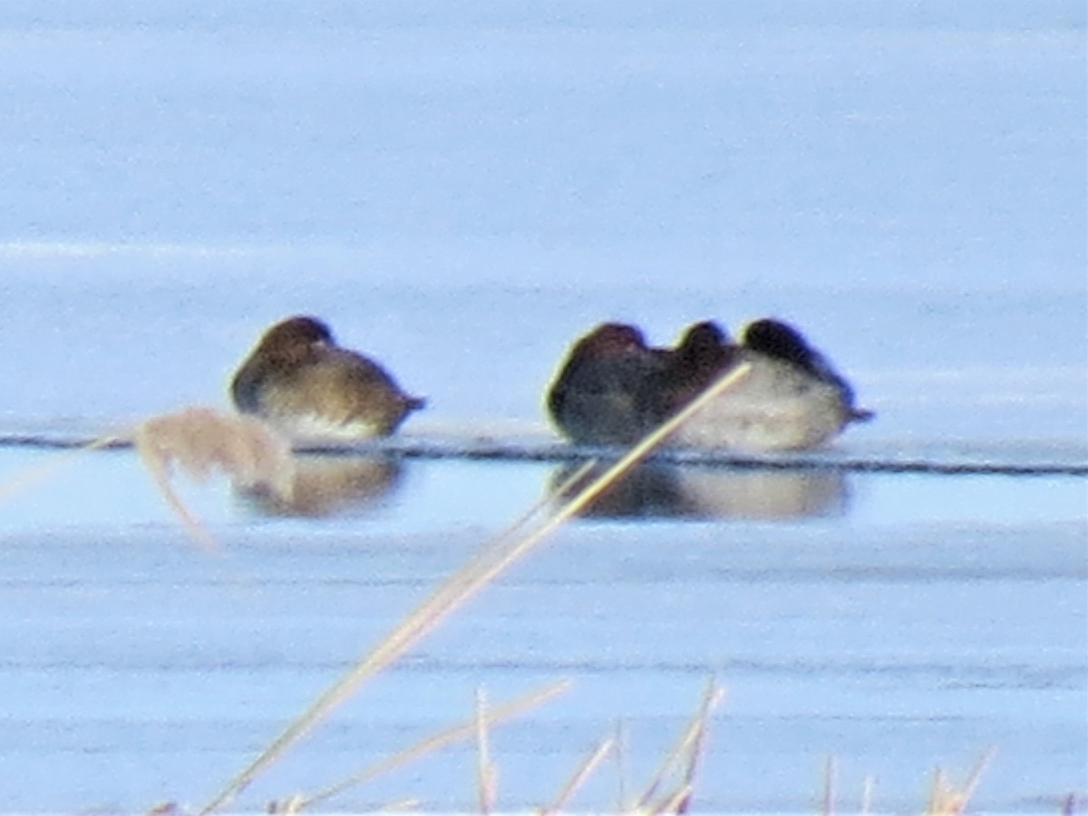 Redhead - ML296103481