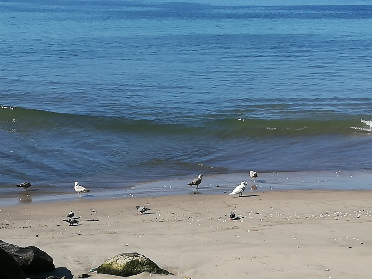 Kaio hegalzuria - ML296104001