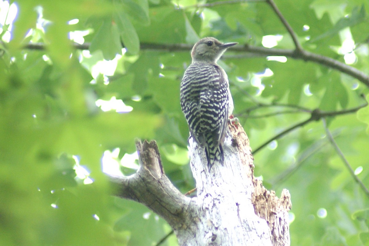 Red-bellied Woodpecker - Steven Biggers