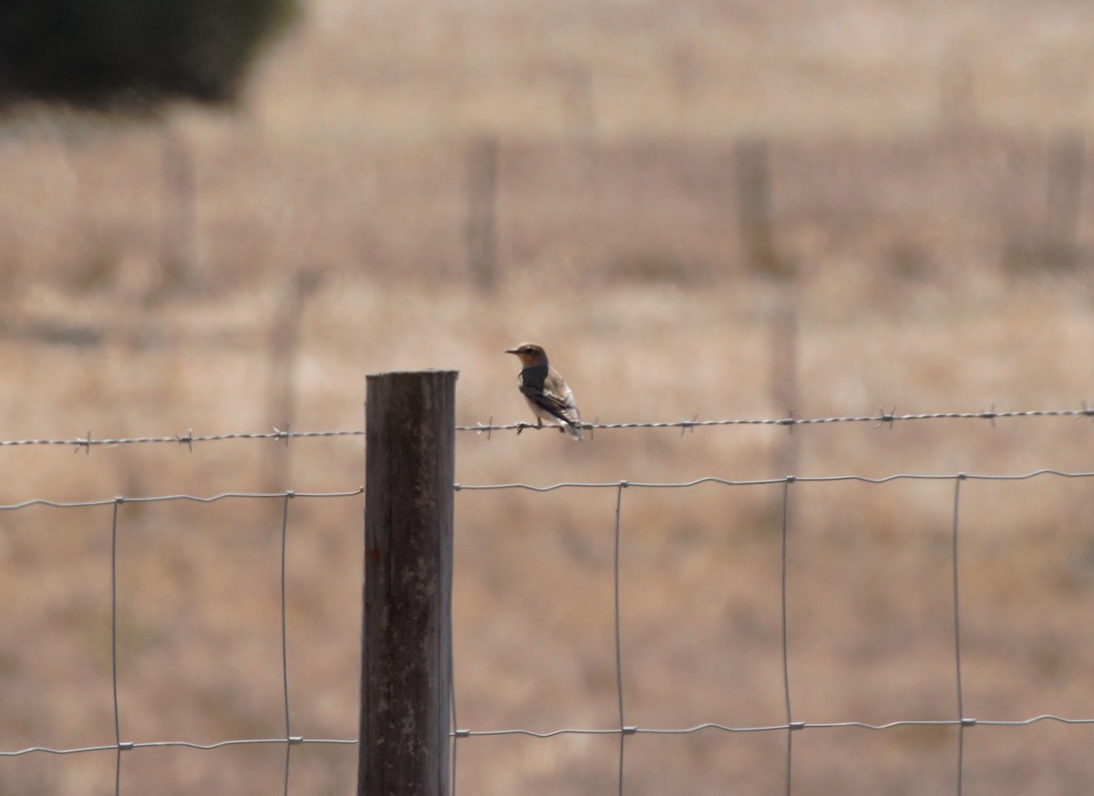 Northern Wheatear - ML296107551