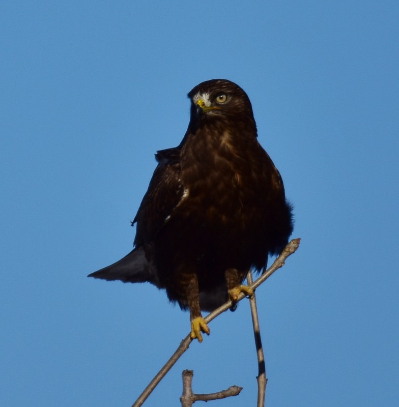 Rough-legged Hawk - Regis Fortin