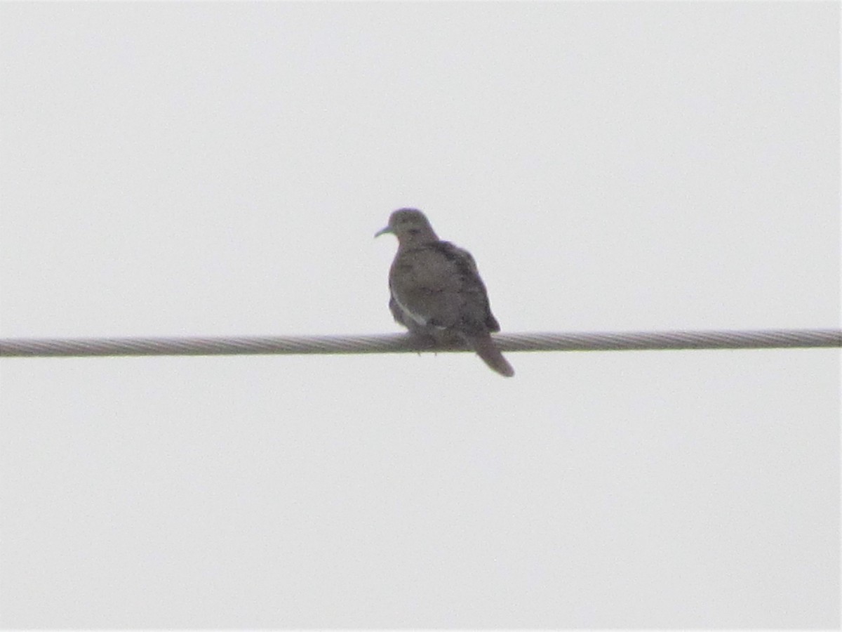 White-winged Dove - ML296108831