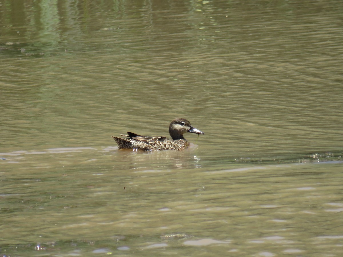 Blue-winged Teal - ML29610891