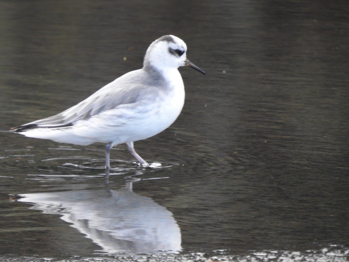 Red Phalarope - Dan Edge