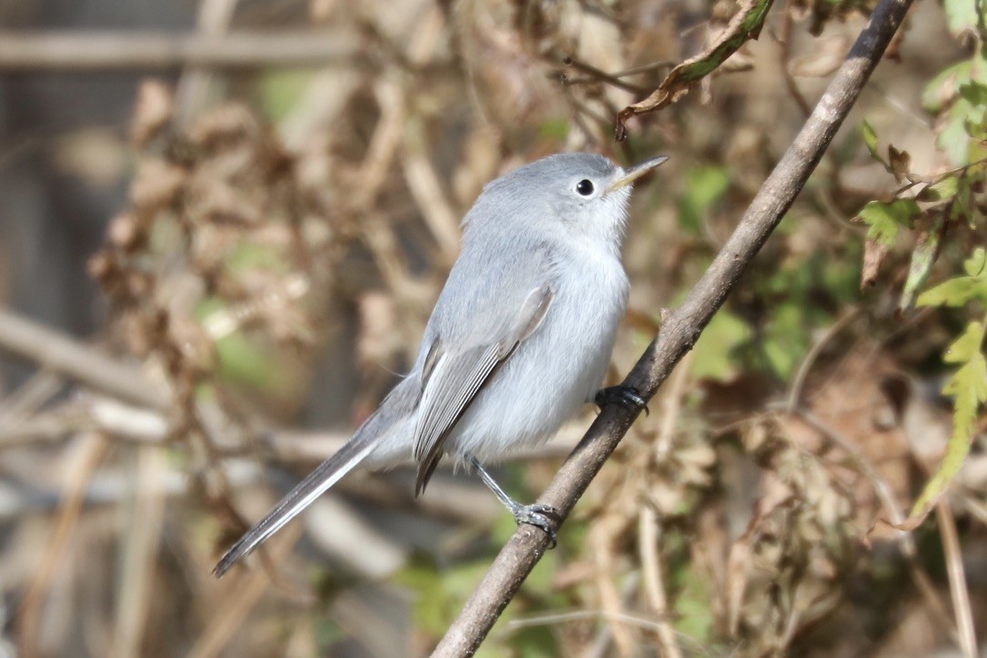 Gobemoucheron gris-bleu - ML296109301