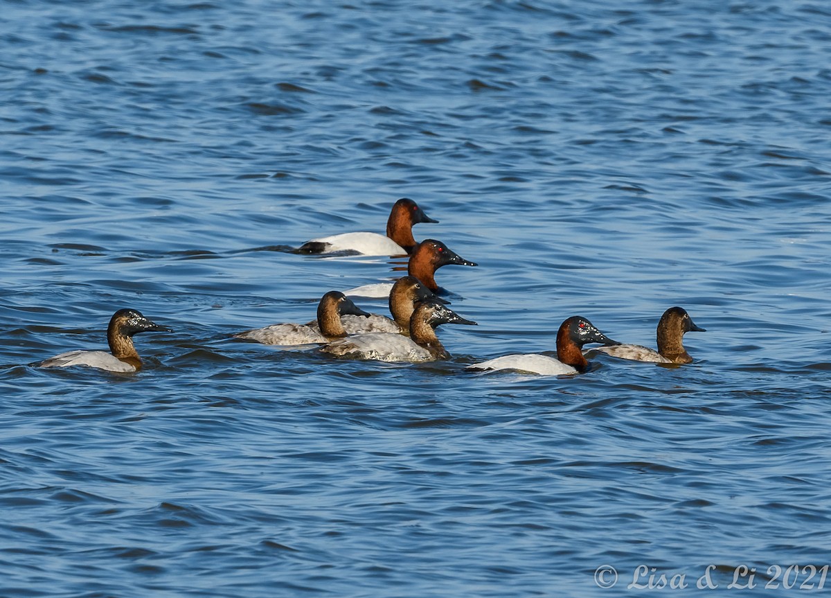 Canvasback - ML296117481