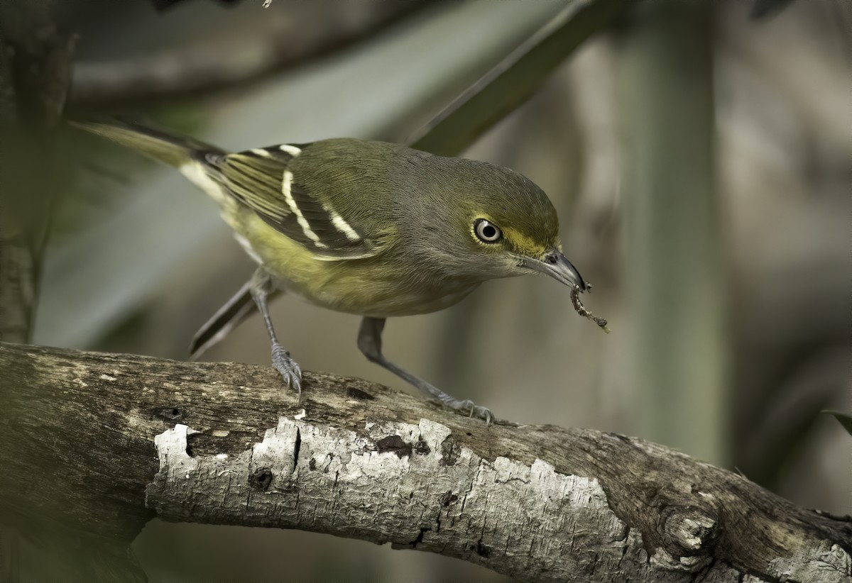 Weißaugenvireo - ML296117711