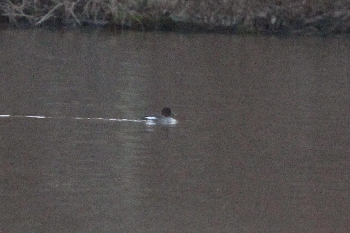 Common Goldeneye - ML296118571