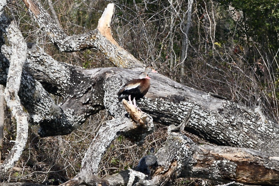 Black-bellied Whistling-Duck - ML296118871