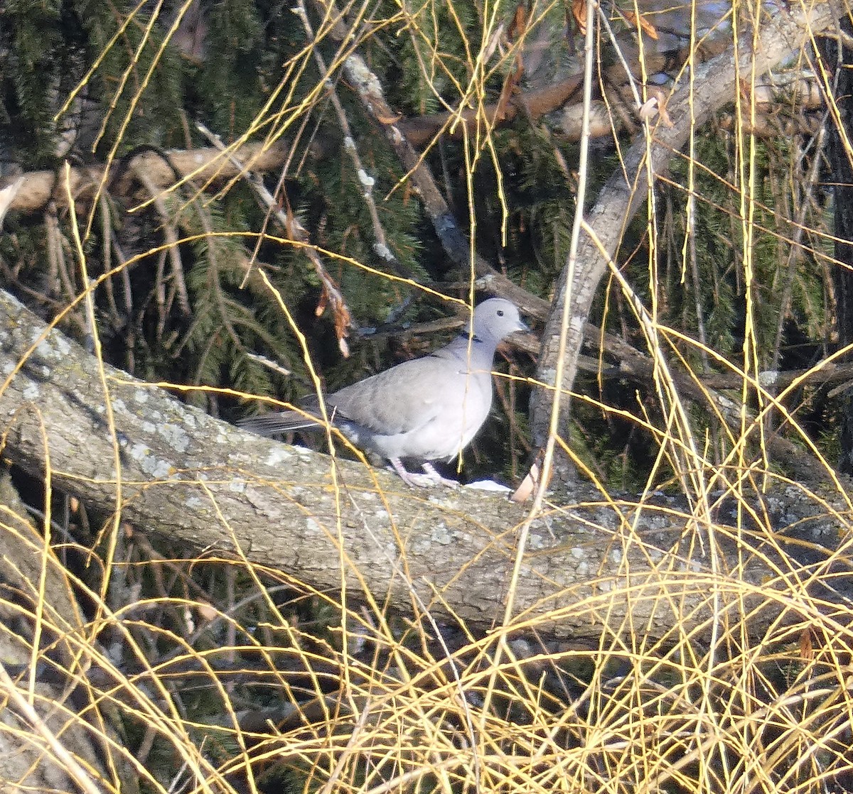 Eurasian Collared-Dove - ML296119441