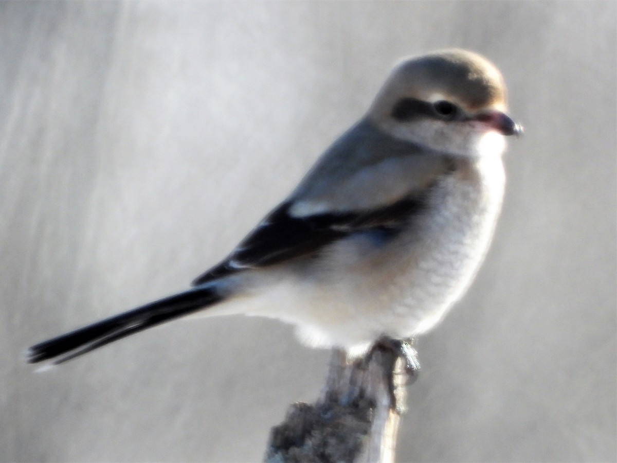 Northern Shrike - ML296121161