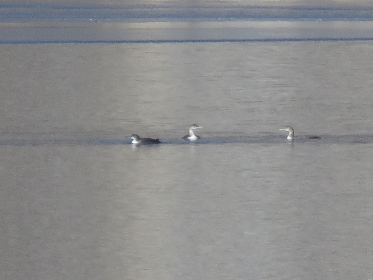 Plongeon à bec blanc - ML296121221