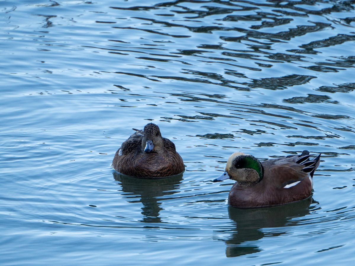 American Wigeon - ML296122081