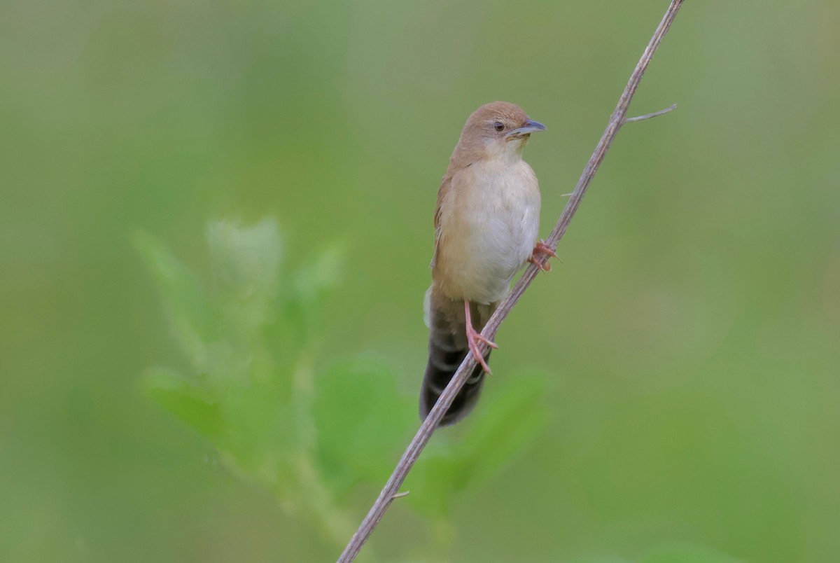 Fan-tailed Grassbird - ML296122501