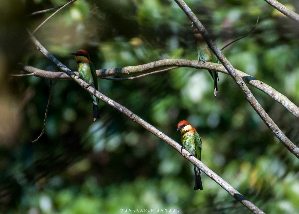 Chestnut-headed Bee-eater - ML296122801