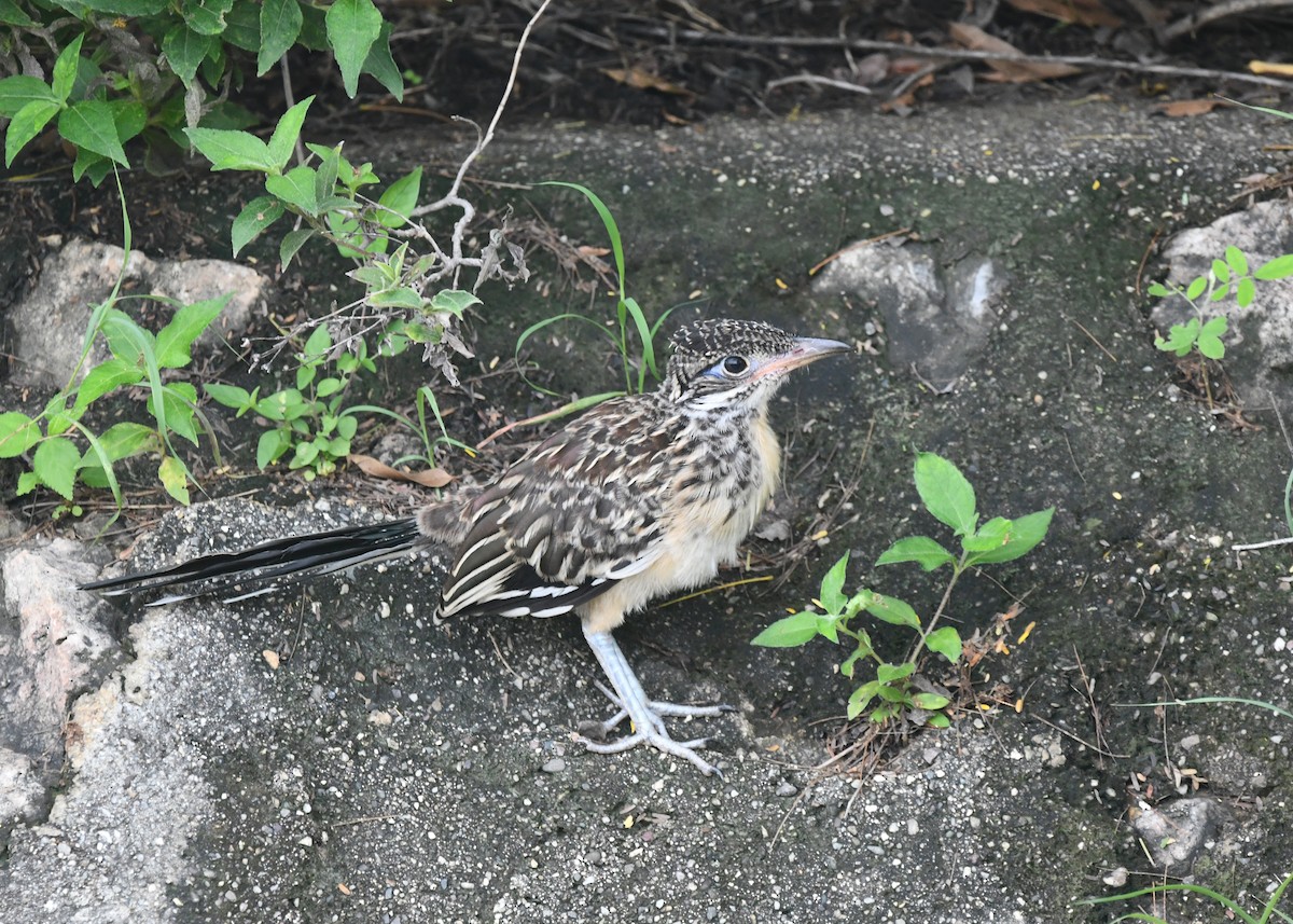 Lesser Roadrunner - ML296127941