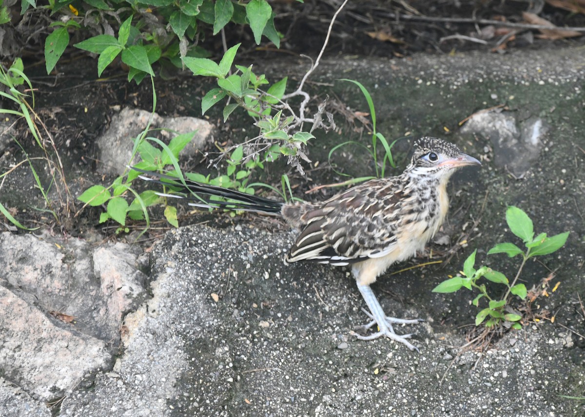 Lesser Roadrunner - ML296128131