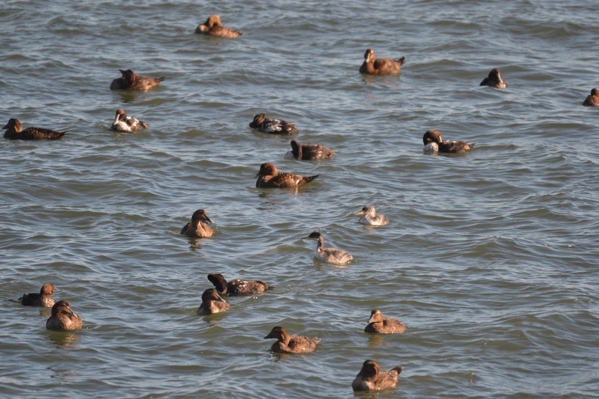 Common Eider - ML296128741