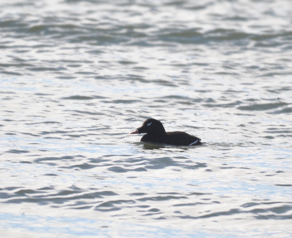 White-winged Scoter - ML296128851