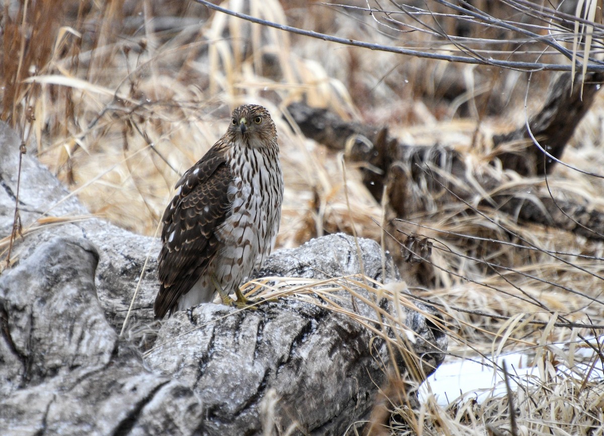 Cooper's Hawk - ML296132561