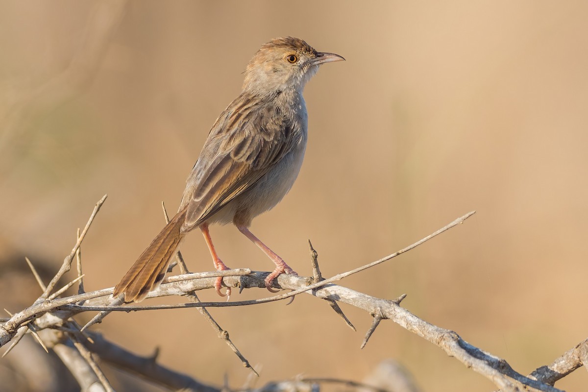 Rattling Cisticola - ML296133311